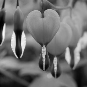 Die Idealisierung der Liebe
